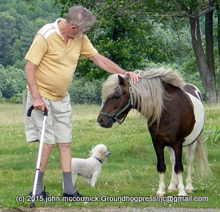 WWII Vet with tiny PTSD puppy and mini horse