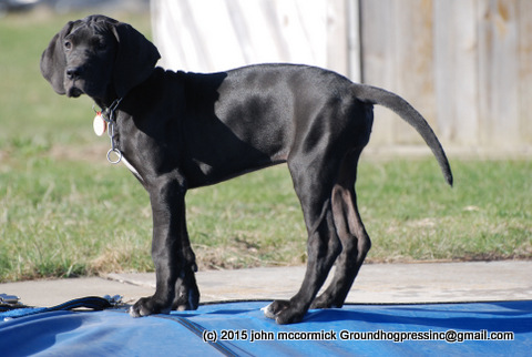 Great Dane Pup with complete tail