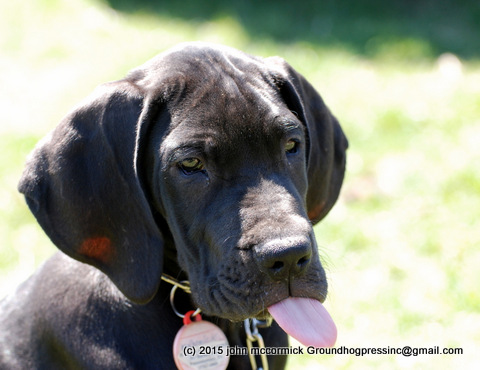 Great Dane puppy sticking