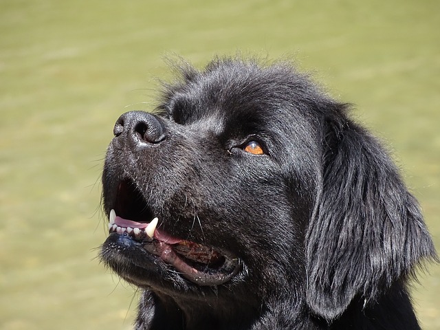 newfoundland dog webbed feet