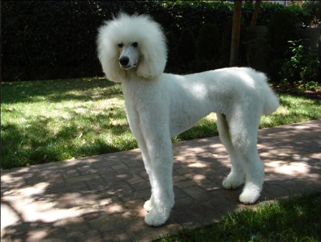 long poodle