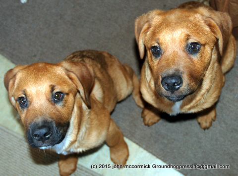 St. Weiler puppies looking up