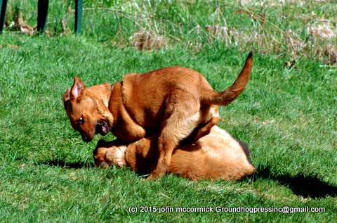 Saint Weiler Puppies playing rough