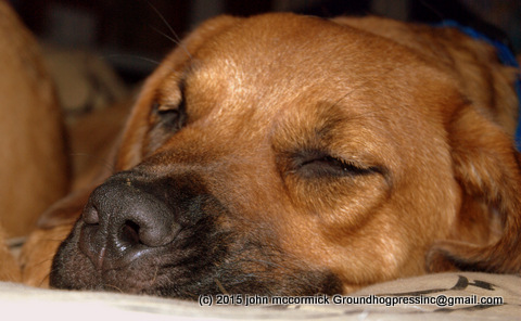 Saint Weiler Puppy Sleeping after a hard day of puppy play