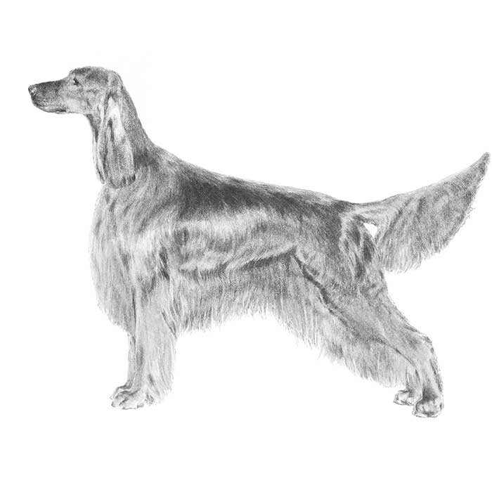 Irish Setter Breed Standard Illustration