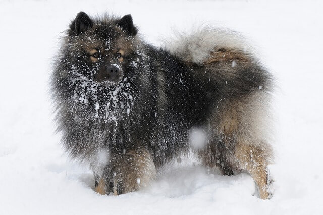 Keeshond, Closely Related to Spitz, but Different!