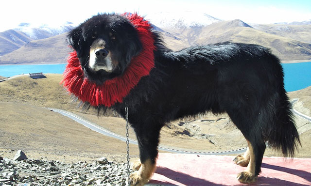Tibetan Mastiff, Tulip Craze From Million$$ to Dog Food?