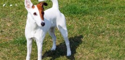 Fox Terrier