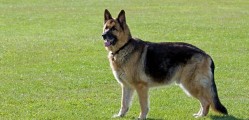 german-shepherd2
