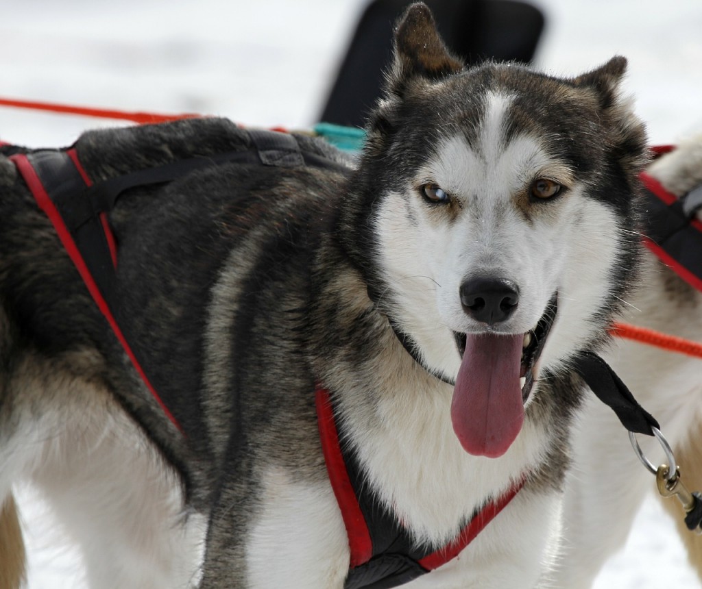 husky-274637_1280