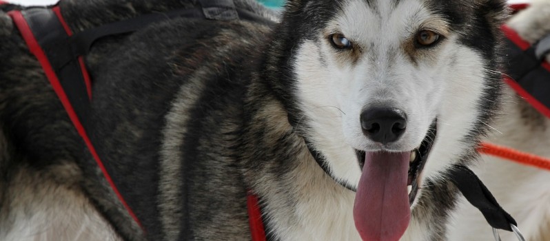 husky-274637_1280