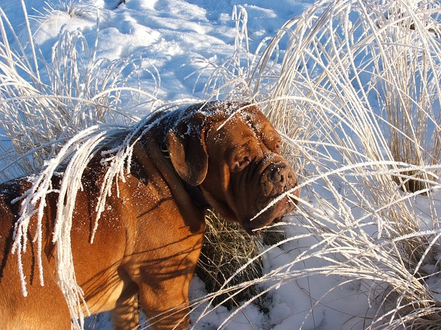 Mastiff