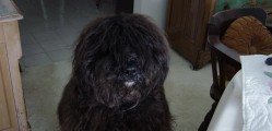 Bouvier des Flandres