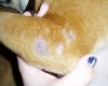 dog-mange