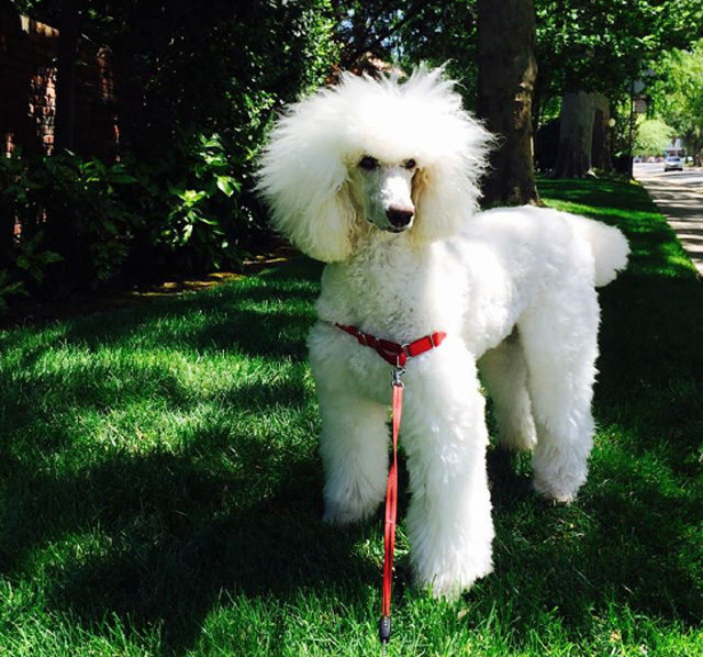 poodle in the forest