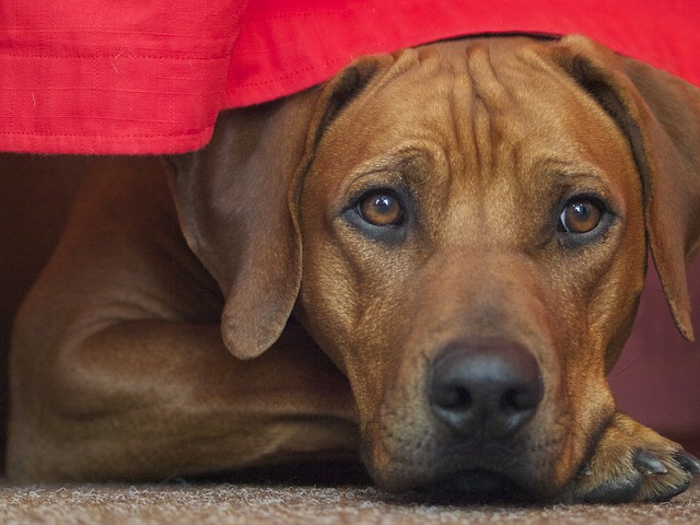 rhodesian ridgeback under the table