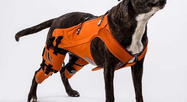 dog with harness for hip dysplasia