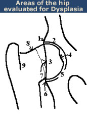 OFA Certification Hip Dysplasia evaluation diagram